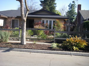 mulch under tree